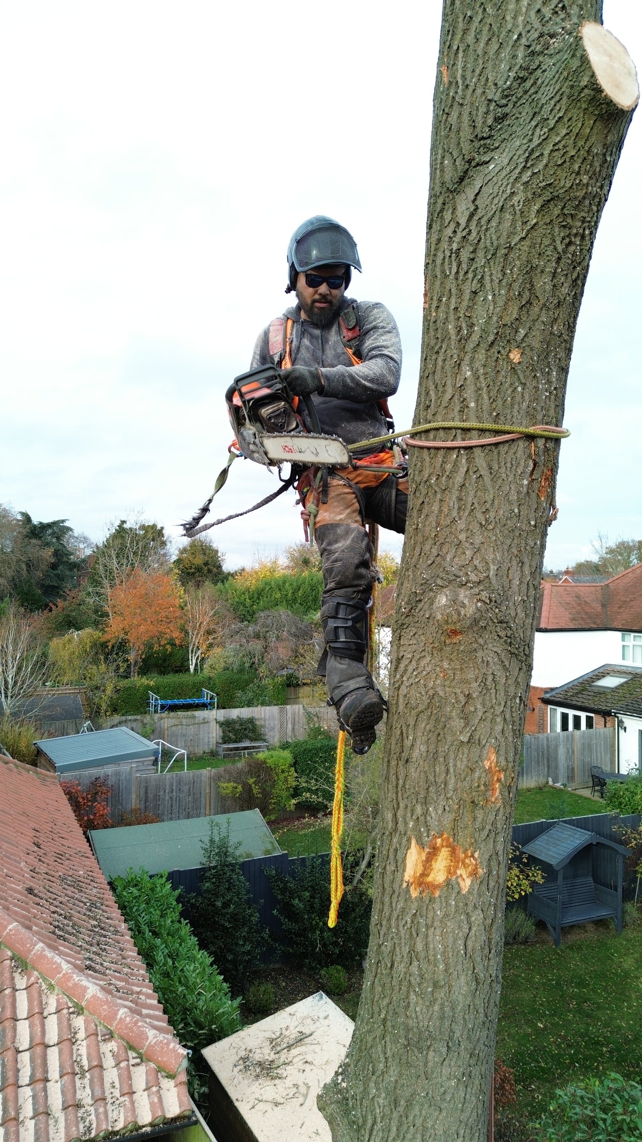 Alexsandro - The Moving Trees founder working on a tree
