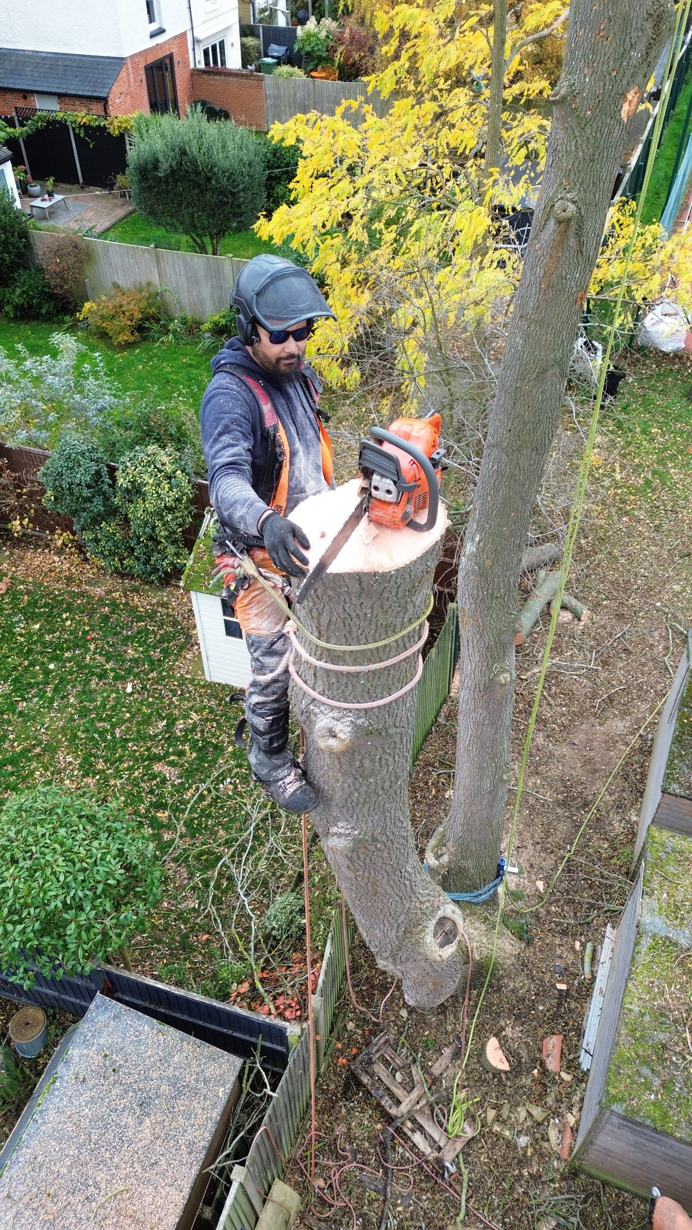 Tree surgeon cutting tree with chainsaw